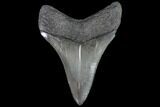 Serrated, Fossil Megalodon Tooth #90781-1